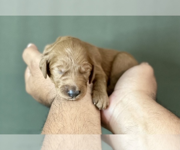 Medium Photo #12 Goldendoodle Puppy For Sale in KISSIMMEE, FL, USA
