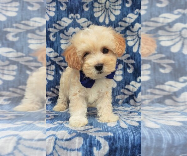 Medium Photo #7 Maltipoo Puppy For Sale in LANCASTER, PA, USA