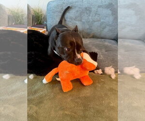 Rosie - Adopt Me! - Female American Staffordshire Terrier-Unknown Mix Dog for Adoption - Photo #28