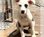 Small #6 Labrador Retriever