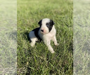 Border-Aussie Puppy for sale in NEWVILLE, PA, USA