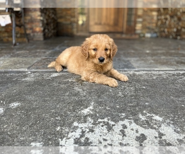 Medium Photo #1 Golden Retriever Puppy For Sale in NORCO, CA, USA