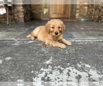 Small Photo #1 Golden Retriever Puppy For Sale in NORCO, CA, USA