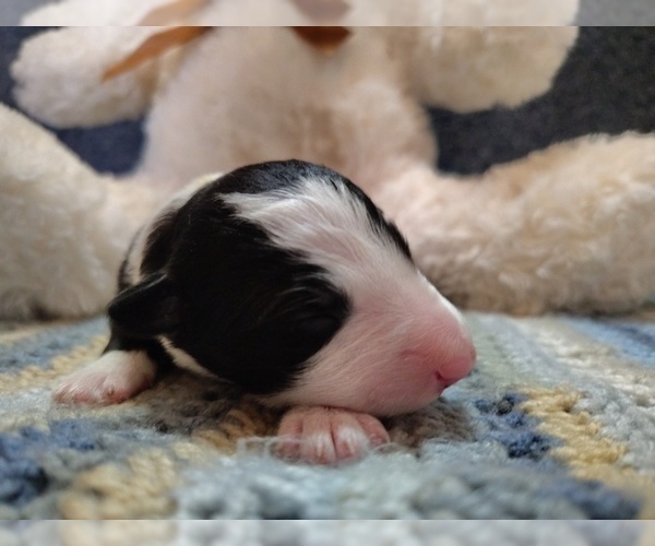 Medium Photo #318 Border Collie Puppy For Sale in NORBORNE, MO, USA