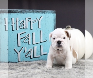 English Bulldog Puppy for sale in LAKEWOOD VILLAGE, TX, USA