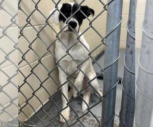Labrador Retriever Dogs for adoption in Anchorage, AK, USA