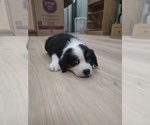 Puppy 3 Australian Shepherd