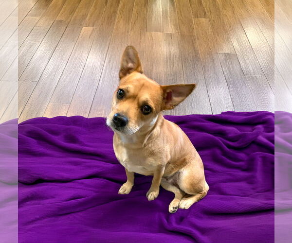 Medium Photo #1 Chihuahua-Unknown Mix Puppy For Sale in Unionville, PA, USA