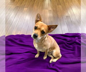 Chihuahua-Unknown Mix Dogs for adoption in Unionville, PA, USA