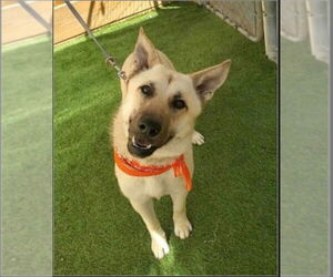 Tillie - Female German Shepherd Dog-Unknown Mix Dog for Adoption - Photo #8