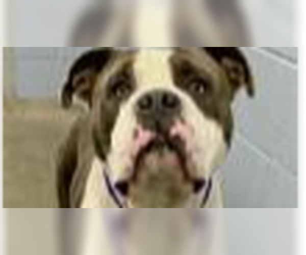 Medium Photo #2 Bulldog-Unknown Mix Puppy For Sale in Evansville, IN, USA