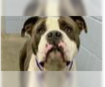 Small #1 Bulldog Mix