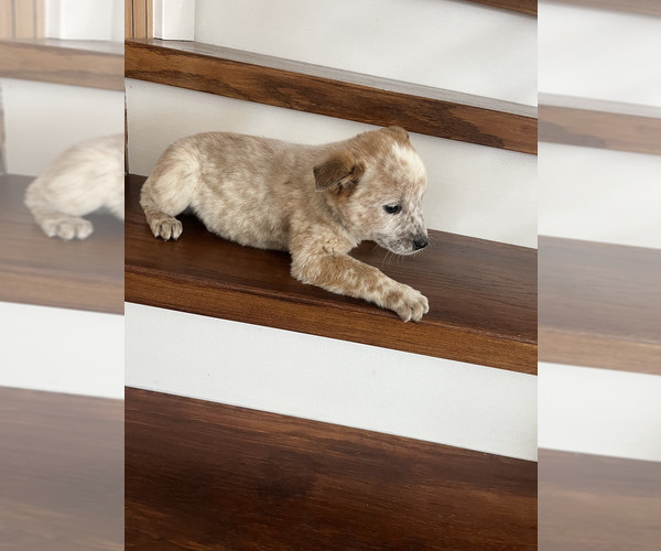 Medium Photo #6 Australian Cattle Dog Puppy For Sale in PUYALLUP, WA, USA