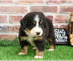 Small #12 Bernese Mountain Dog