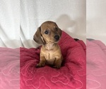 Daisey - Female Dachshund Puppy for Sale - Photo #3