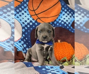 Cane Corso Puppy for sale in KIRKWOOD, PA, USA