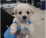Small Photo #2 Mutt Puppy For Sale in Colton, CA, USA