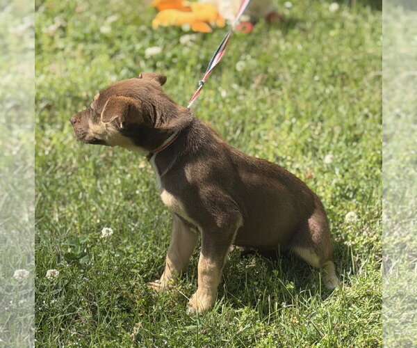 Medium Photo #4 Labrador Retriever-Unknown Mix Puppy For Sale in Yardley, PA, USA