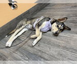 Small #1 Siberian Husky Mix
