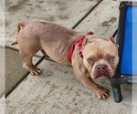 Small #4 Bulldog Mix