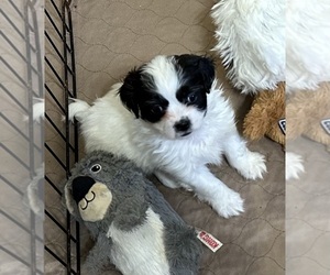 ShihPoo Puppy for Sale in GLOUCESTER, Virginia USA