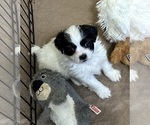 Small Photo #1 ShihPoo Puppy For Sale in GLOUCESTER, VA, USA