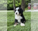 Puppy Skye Bernedoodle (Miniature)