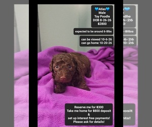 Poodle (Toy) Puppy for sale in TUCSON, AZ, USA