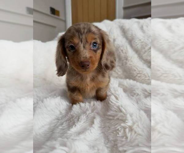 Medium Photo #1 Dachshund Puppy For Sale in MIAMI BEACH, FL, USA