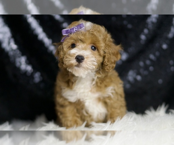Medium Photo #6 Poodle (Toy) Puppy For Sale in WARSAW, IN, USA