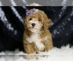 Small #5 Poodle (Toy)
