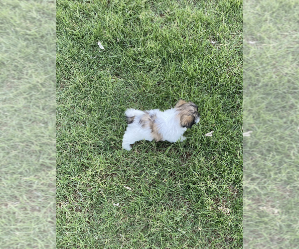 Medium Photo #4 YorkiePoo Puppy For Sale in CAVE CREEK, AZ, USA