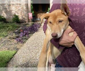 Labrador Retriever Dogs for adoption in Houston, TX, USA