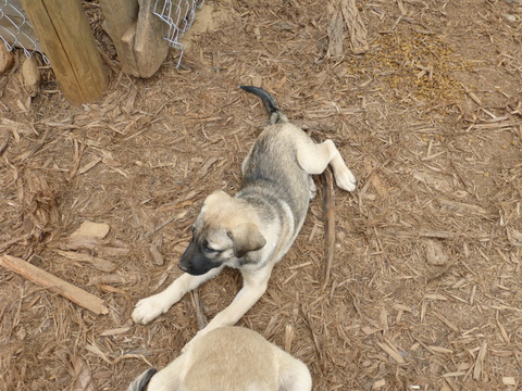 Medium Photo #1 Anatolian Shepherd Puppy For Sale in STUART, VA, USA