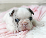 Small Photo #3 French Bulldog Puppy For Sale in HOLDEN, MO, USA