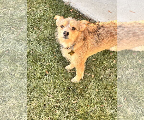 Medium Photo #1 Chihuahua-Unknown Mix Puppy For Sale in Sandy, UT, USA