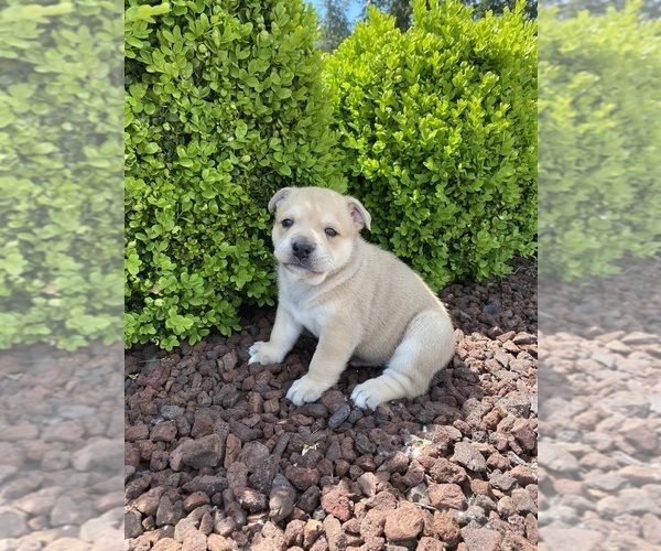 Medium Photo #6 English Bulldog Puppy For Sale in COVINGTON, WA, USA
