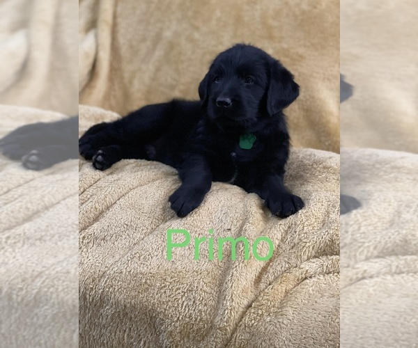 Medium Photo #4 Labradoodle Puppy For Sale in CANTON, OH, USA