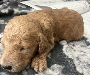 Poodle (Standard) Puppy for sale in HIGHLAND, CA, USA