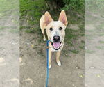Small #4 Labrador Retriever Mix