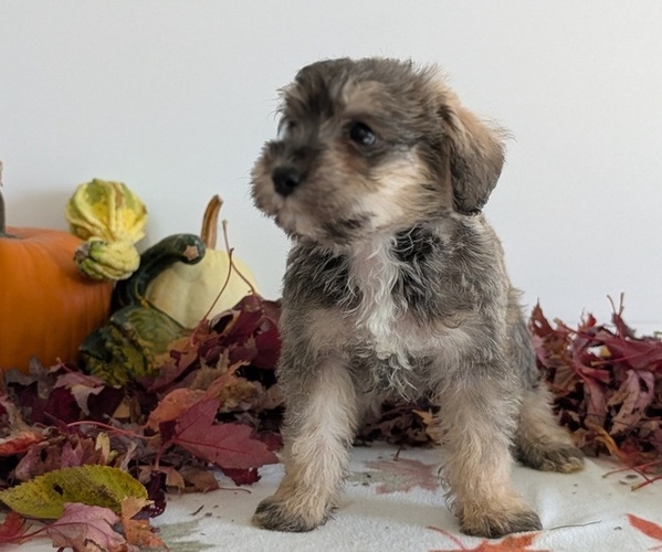 Medium Photo #3 Schnoodle (Miniature) Puppy For Sale in GOSHEN, IN, USA