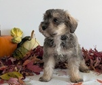 Small #2 Schnoodle (Miniature)