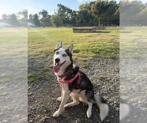 *TIFFANY - Female Siberian Husky Dog for Adoption - Photo #3