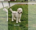 Small Photo #13 Golden Retriever-Goldendoodle Mix Puppy For Sale in LEICESTER, NC, USA