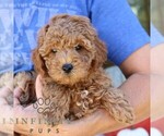 Small #3 Goldendoodle (Miniature)