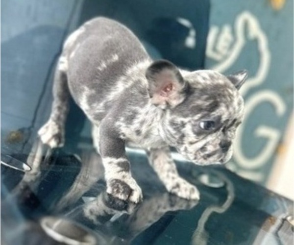 Medium Photo #3 French Bulldog Puppy For Sale in BAKERSFIELD, CA, USA