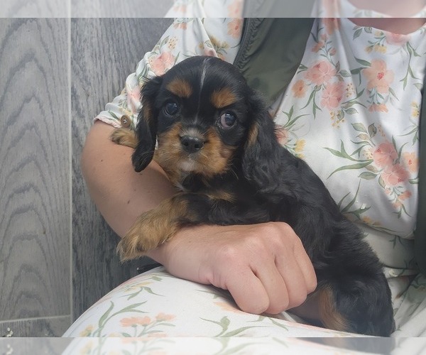 Medium Photo #20 Cavalier King Charles Spaniel Puppy For Sale in GREENWOOD, WI, USA