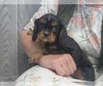 Small #3 Cavalier King Charles Spaniel