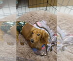Small #2 Dachshund