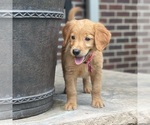 Small Photo #10 Golden Retriever Puppy For Sale in WOLCOTT, IN, USA